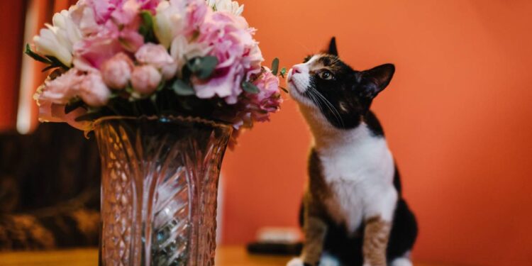 Cat sniffs pink flowers, feline character and behavior, spring aggravation in cats. Cute cat and jug with flowers on glass table in room.