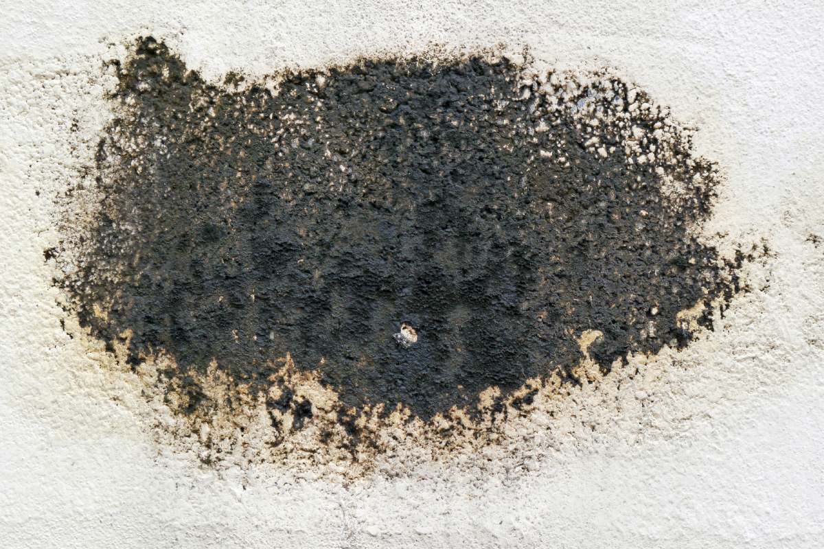 Black mold on cement board.