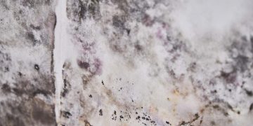 Close-up Of A Shocked Woman Looking At Mold On Wall