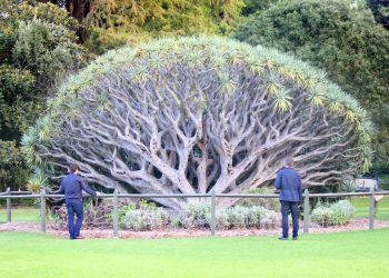 Protected Trees in Australia